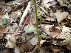 Epipactis microphylla
