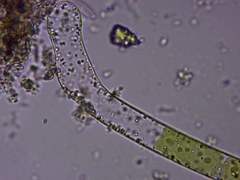 Charophyta