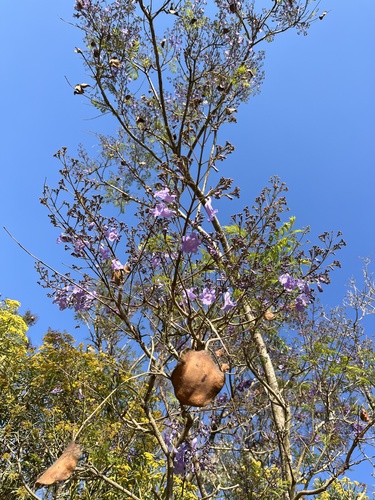 Jacaranda mimosifolia image