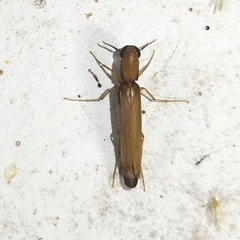 Lymexylidae