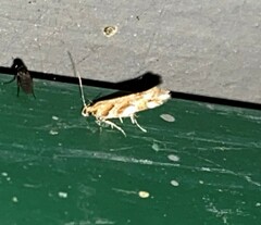 Aristotelia roseosuffusella