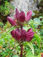 Gentiana pannonica