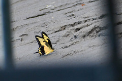 Heraclides androgeus