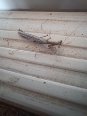 Litaneutria ocularis