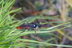 Ichneumon devinctor
