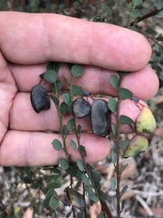 Bossiaea rhombifolia
