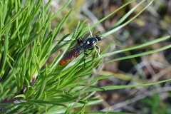 Ichneumon devinctor