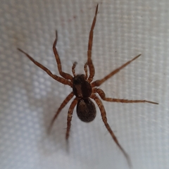 Pardosa