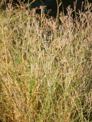 Verbena brasiliensis