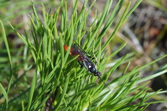 Ichneumon devinctor