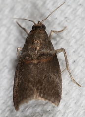 Acrobasis