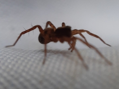Pardosa