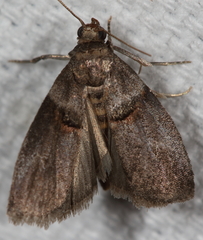 Acrobasis