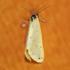 Setina irrorella