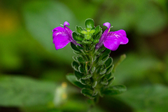 Acanthoideae