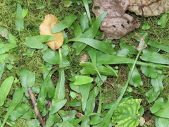 Asplenium rhizophyllum