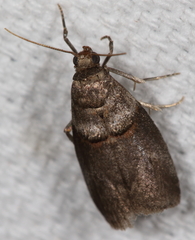 Acrobasis