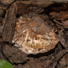 Pseudosperma sororium