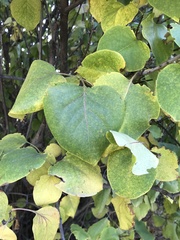 Populus trichocarpa