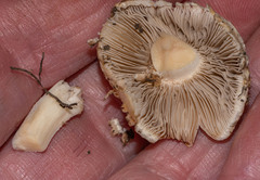 Pseudosperma sororium