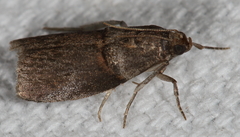 Acrobasis