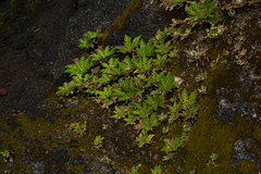 Selaginella pallescens