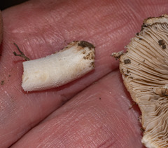 Pseudosperma sororium