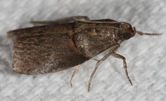 Acrobasis