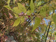 Celtis tenuifolia