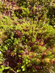 Polytrichum strictum