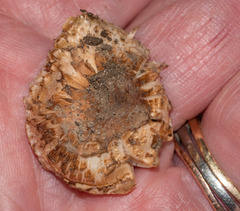 Pseudosperma sororium