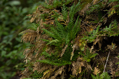 Selaginella pallescens