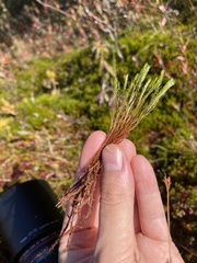 Polytrichum strictum