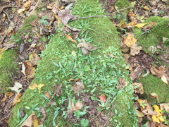 Asplenium rhizophyllum