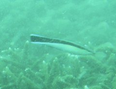Labroides dimidiatus