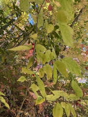 Celtis tenuifolia