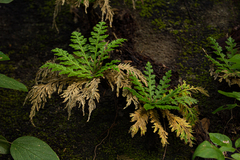 Selaginella pallescens