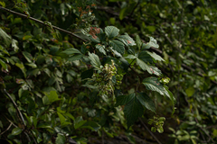 Paullinia pinnata