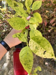 Celtis tenuifolia