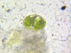 Cosmarium