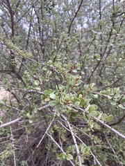 Ceanothus cuneatus