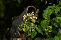 Paullinia pinnata
