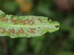 Asplenium rhizophyllum