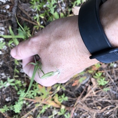 Silene scouleri pringlei