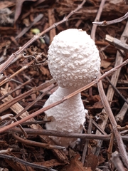 Fungi
