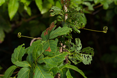 Paullinia pinnata