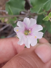 Mirabilis tenuiloba