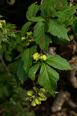 Paullinia pinnata