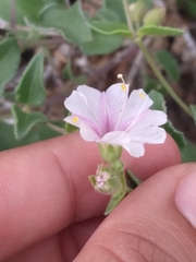 Mirabilis tenuiloba