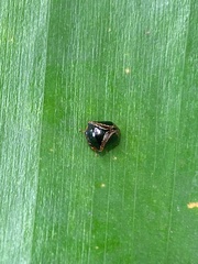 Tragopini